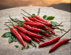 Premium Kenyan Bird’s Eye Chili – Fresh Export Grade from Lioness Earthfoods International Premium Kenyan Bird’s Eye Chili – Fresh Export Grade - Lioness Earthfoods International - Germany